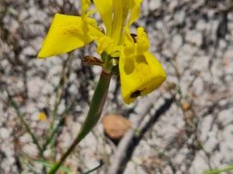 Moraea neglecta getting on